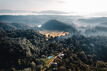 Aerial view of golden rice terrace field in morning