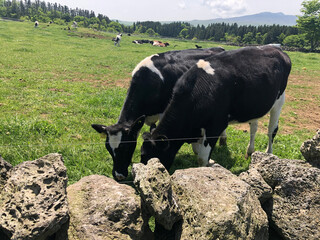 cows in the field