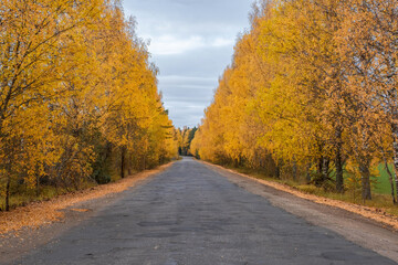 Fototapeta na wymiar A deserted asphalt road among yellow trees on a cloudy autumn day.