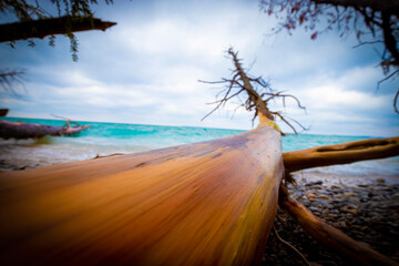 Fallen pine tree along the lake.