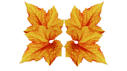 Fototapeta na wymiar Group of golden leaves isolated on white background for design.