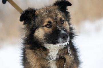 Man volunteer with stray dog outdoors. Concept of volunteering and animal shelters