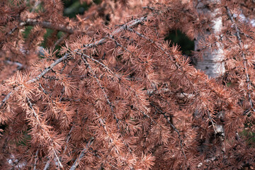 Cedar tree. dried branches and leaves. yellowed pine needles glow.