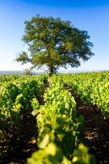 Fototapeta na wymiar Le chêne du Py au milieu du vignoble de Morgon, Beaujolais, France