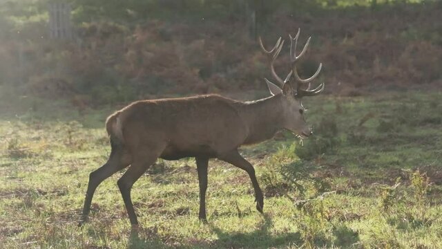 Stag walking gracefully in slow motion golden hour
