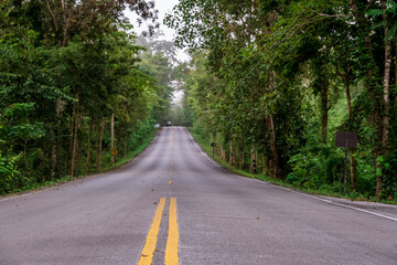 Fototapeta premium Forest long road at Phu Kradueng National Park, Thailand