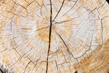 cross section of brown big tree