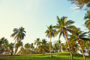 Fototapeta na wymiar Coconut palms plantation against blue sky.