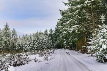 Snowed road in forest during winter