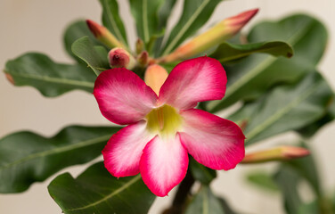 Fototapeta na wymiar Close up of a Single Desert Rose Flower