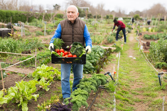 Smiling elderly man harvesting vegetables in a box. High quality photo