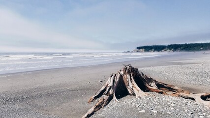 The White Stump Waits