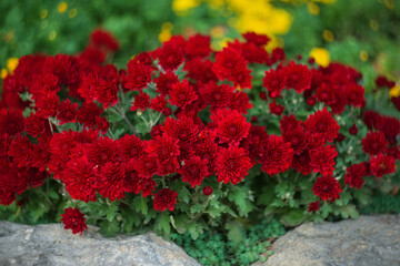 Background of red chrysanthemums. Beautiful bright chrysanthemums bloom in autumn in the garden.
