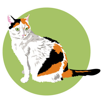 Calico tricolor cat color vector illustration