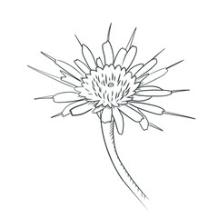 Vector illlustration of hand drawing dandelion