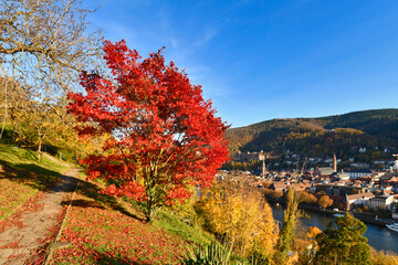 Obraz premium Red maple tree at famous path with public gardens called 'Philosophenweg' in Heidelberg city in Odenwald forest on sunny autumn day