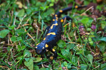 Closeup of black yellow spotted salamander in the grass