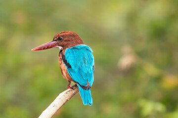 The white-throated kingfisher also known as the white-breasted kingfisher is a tree kingfisher, widely distributed in Asia from the Sinai east through the Indian subcontinent to the Philippines.	
