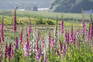 カラフルな満開の花　ジギタリス  © まり子 佐藤