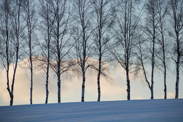 夕暮れの雪原と白樺並木
