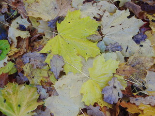 autumn leaves background