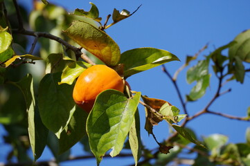 青空と柿（柿の実,柿の木）