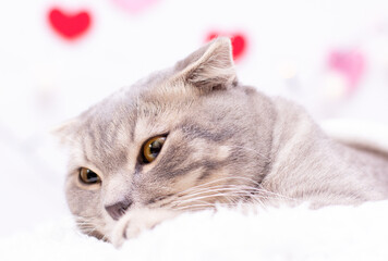 Cute scottish fold cat laying with red and pink hearts Purebred scottish fold Cat on bed Concepts of love, missing you, love cats broken heart, feeling down