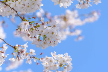 青空と桜
