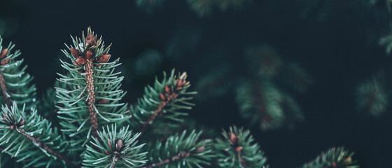 Fototapeta na wymiar Beautiful Christmas banner Background with green pine tree brunch close up. Copy space, trendy moody dark toned design. Vintage December wallpaper. Natural winter holiday forest backdrop