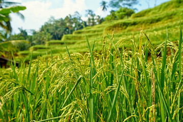 Beauty of nature. Green rice terraces.