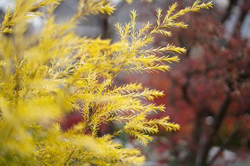 紅葉
