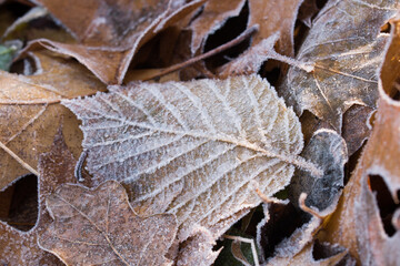 fallen brown leaves covered with hoar frost