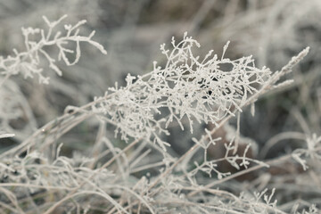 dried grass covered with hoarfrost selective focus