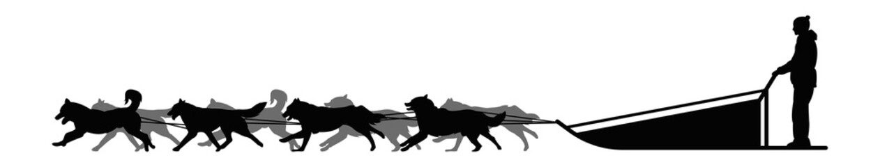 Dog sled silhouette on a white isolated vector background