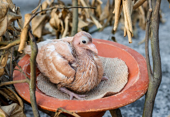 Obraz premium A domestic baby pigeon sitting under the dead tree branch close up view