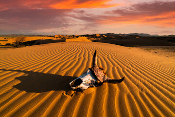 Skull at sunset in the desert. Sand dunes and beautiful desert landscape.