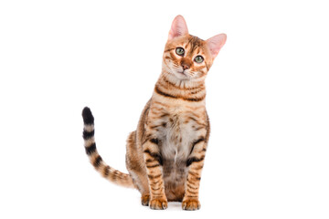 Toyger cat sits on a white background isolated