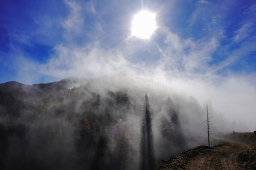 incredible mood with shining sun and fog over frozen trees in the mountains