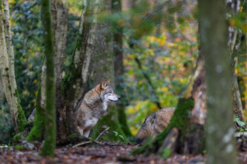 Fototapeta premium Portrait of a gray wolf in the forest