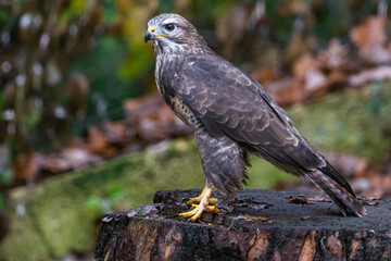 Portrait of a Common Buzzard in the forest