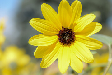 yellow sunflower in garden
