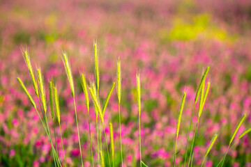 Blooming field against the background of mountains. Beautiful landscape with lavender flowers. Spring background of colorful landscape. Mountain pink flowers.