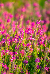 Blooming field against the background of mountains. Beautiful landscape with lavender flowers. Spring background of colorful landscape. Mountain pink flowers.