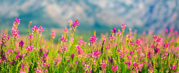 Obraz na płótnie Canvas Blooming field against the background of mountains. Beautiful landscape with lavender flowers. Spring background of colorful landscape. Mountain pink flowers.