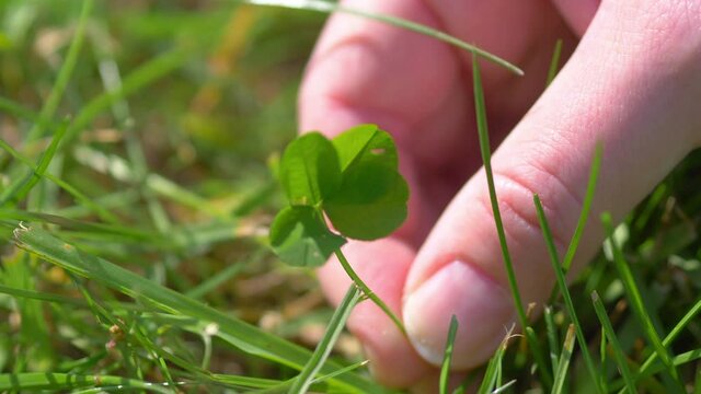 Picking Beautiful Four Leaf Clover in 4K slow motion 60fps