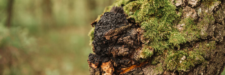 chaga mushroom growing on the birch tree trunk on summer forest. wild raw food chaga parasitic...