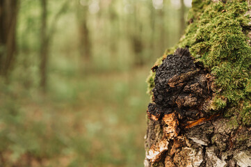 chaga mushroom growing on the birch tree trunk on summer forest. wild raw food chaga parasitic fungus or fungi it is used in traditional folk alternative medicine for the treatment of diseases