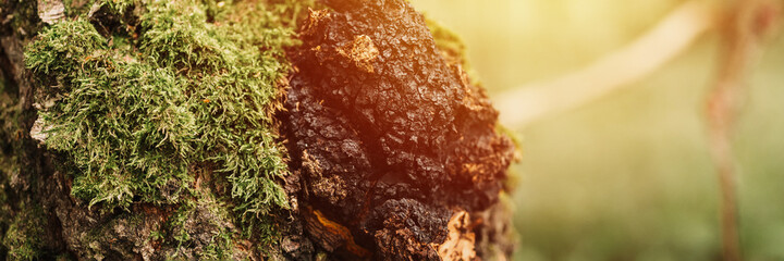 chaga mushroom growing on the birch tree trunk on summer forest. wild raw food chaga parasitic fungus or fungi it is used in traditional folk alternative medicine for the treatment. banner. flare