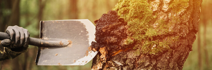 man survivalists with a shovel in hands gathering chaga mushroom growing on the birch tree trunk on summer forest. wild raw food chaga parasitic fungus or fungi for alternative medicine. banner. flare