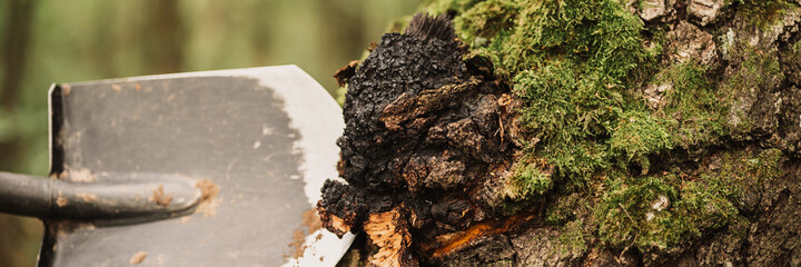 man survivalists with a shovel in hands gathering chaga mushroom growing on the birch tree trunk on summer forest. wild raw food chaga parasitic fungus or fungi for alternative medicine. banner